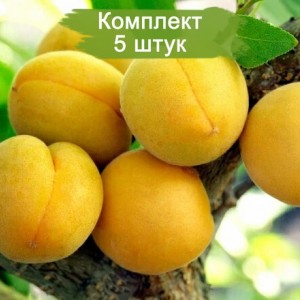 Комплект 5шт / Абрикос Самарский (поздний) (Предзаказ)