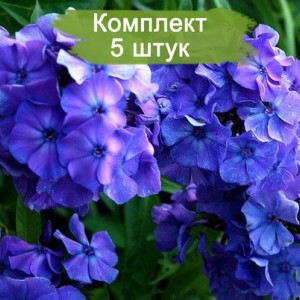 Комплект 5шт / Флокс метельчатый Blue Boy