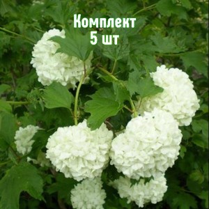 Комплект 5шт / Калина Бульденеж
