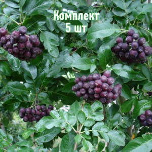 Комплект 5шт / Сорбарония Мичурина