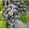Виноград Агат Донской: фото и описание