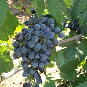 Виноград Данко