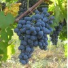 Виноград Карменер: фото и описание